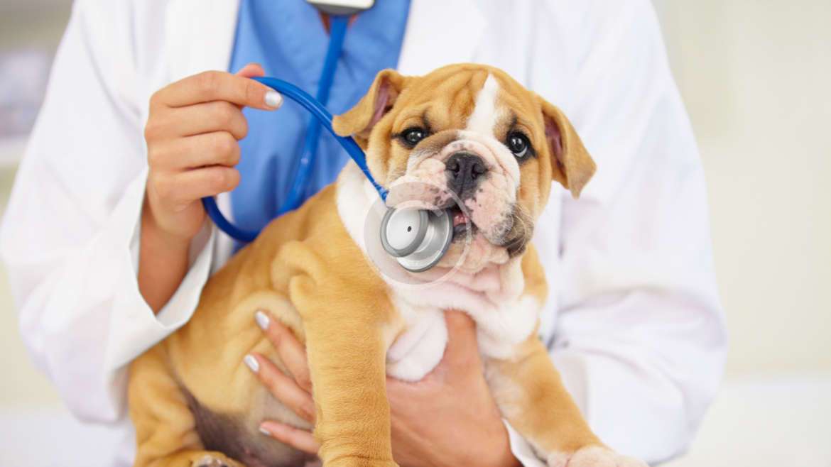 7 Summer Settings Dog Owners Should Avoid