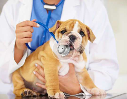 7 Summer Settings Dog Owners Should Avoid