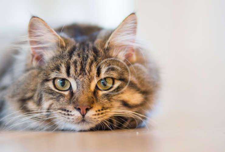 Why should your pet have their teeth cleaned?